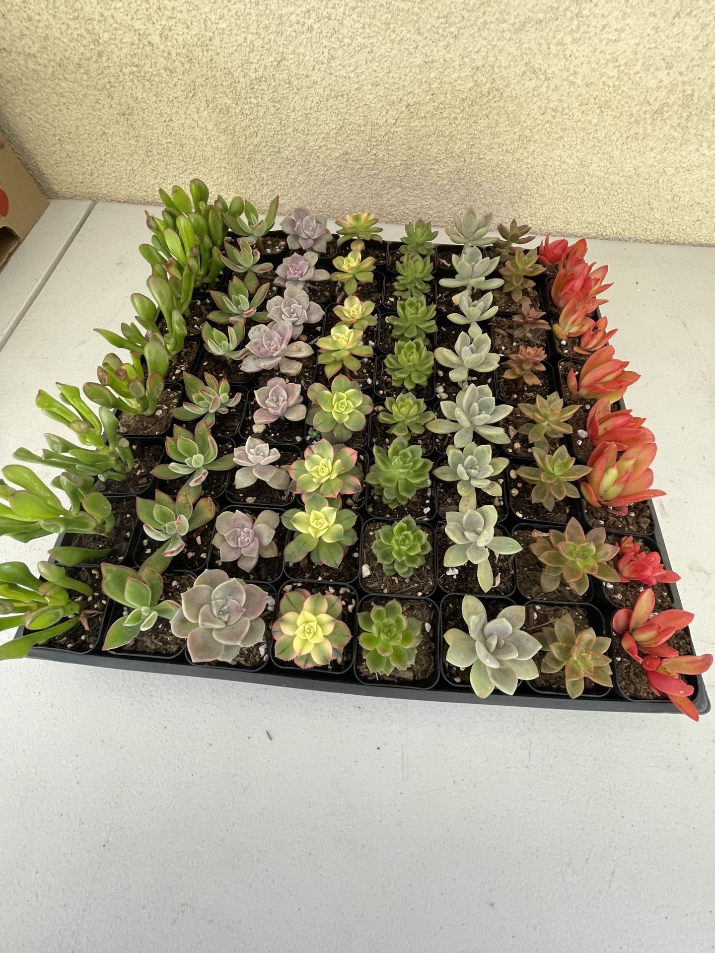 2inch Succulent plants