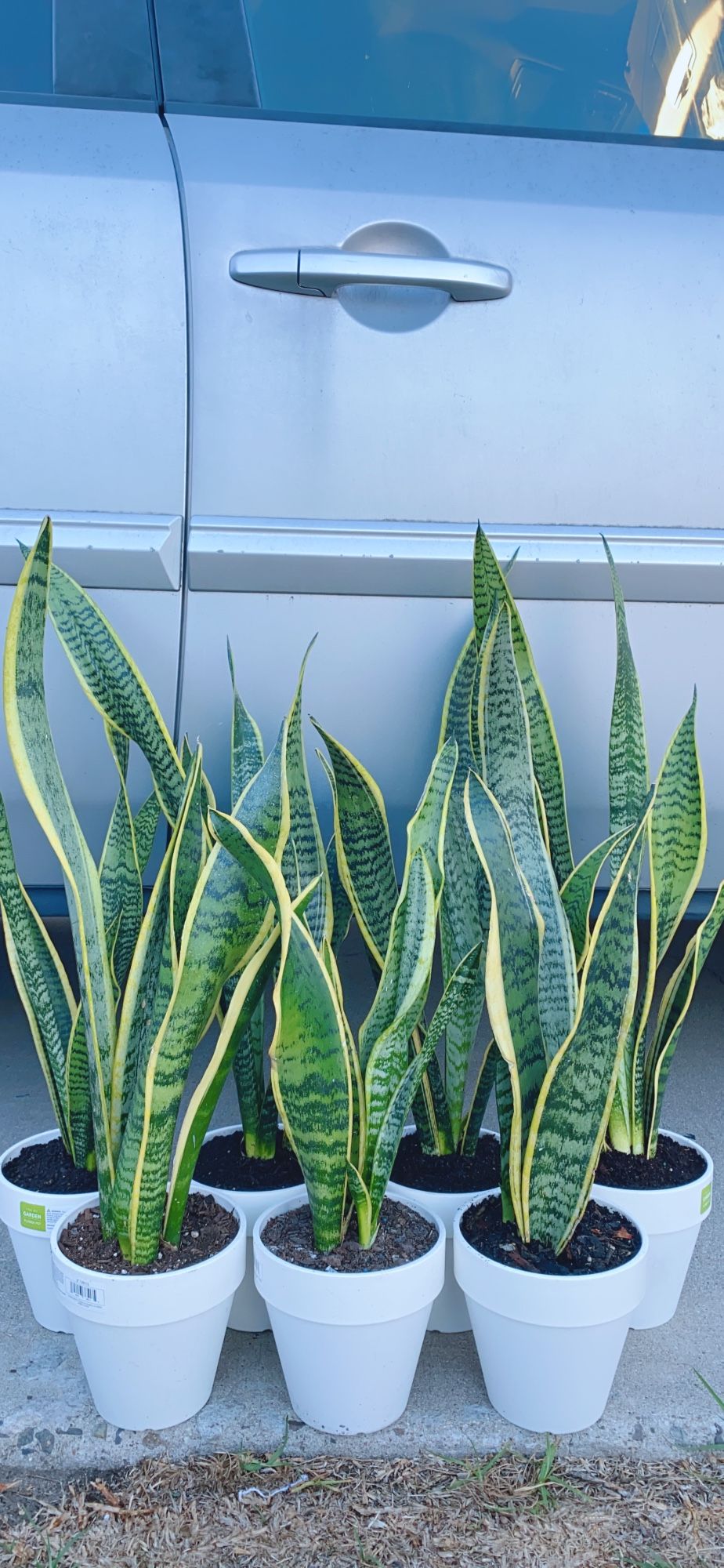 Snake Plants 🪴 $10 each