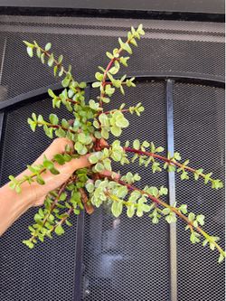 2 types of lucky tree. Variegated and green cuttings