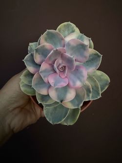 4” echeveria rainbow
