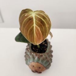 Variegated philodendron melanochrysum