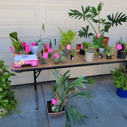Huge House Plants , Succulents And Garden Stuff For Sale 