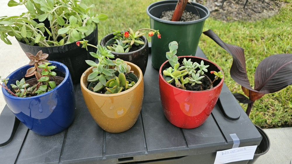Succulent Plants