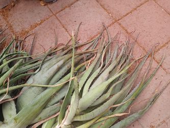 Aloe Vera / Savila Plant