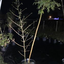 Live Clumping Species Bamboo For Sale