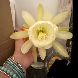 Epiphyllum Plant
