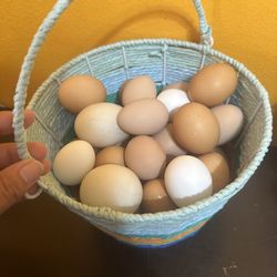 fresh eggs 