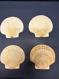 Vintage scallop shells, Ashtrays