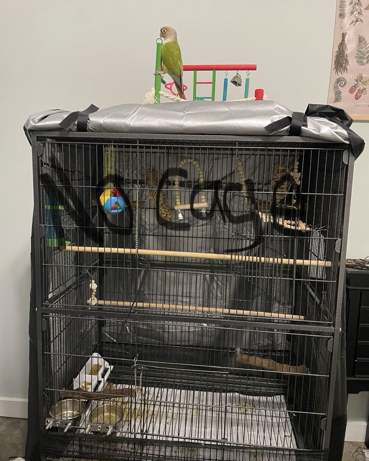 Bird Cage