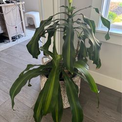 Corn plant with self watering planter and basket