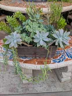 Succulent Arrangement in Plastic Planter Box