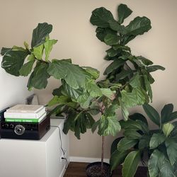 Healthy XL Fiddle Fig Tree