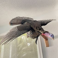 Turkey Taxidermy Mount