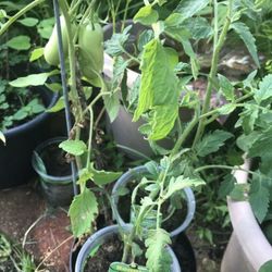 3x San marzano tomato Plants Ideal For Making Sauces 2ft Tall 1 Gal. Plant With Fruits