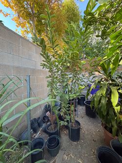 White Guava Plants