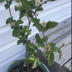 Blackberry Plant Thornless 