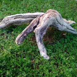 Natural Driftwood For Aquariums Terrariums Decor. 