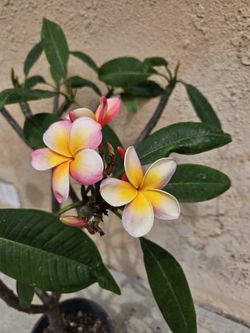 Tri Color Plumeria Plant