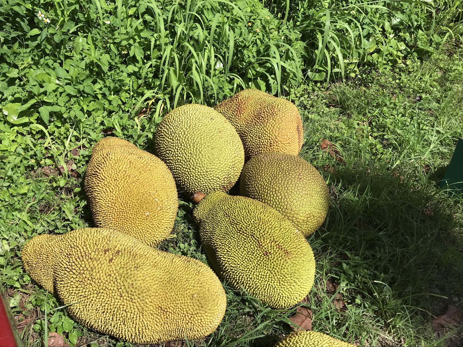 Organic, Local, Tree Ripened Jackfruit