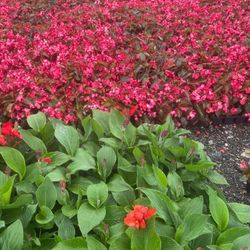 Flowers/ Red Begonia/scarlet Canna /New