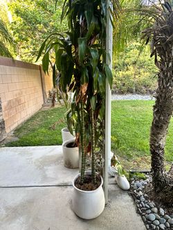 Tall plant with pot