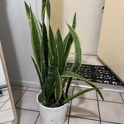 Snake Plant 