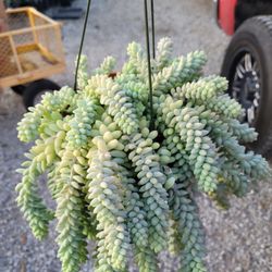 String Of Burros 