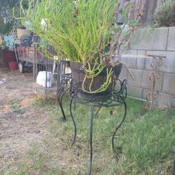 Plant Stand 