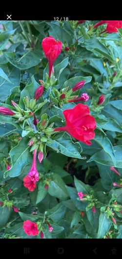 #14 Red Four O'Clock flower plant,  Maravilla roja 5gal