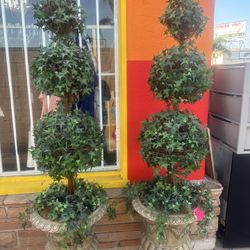 Plant Decoración