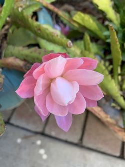 Cactus orchid Epiphyllums succulents pants pink flowers