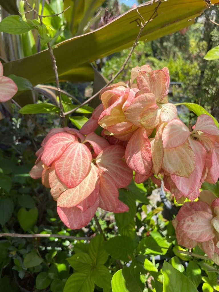 Sale! Mussaenda Tree $85.00