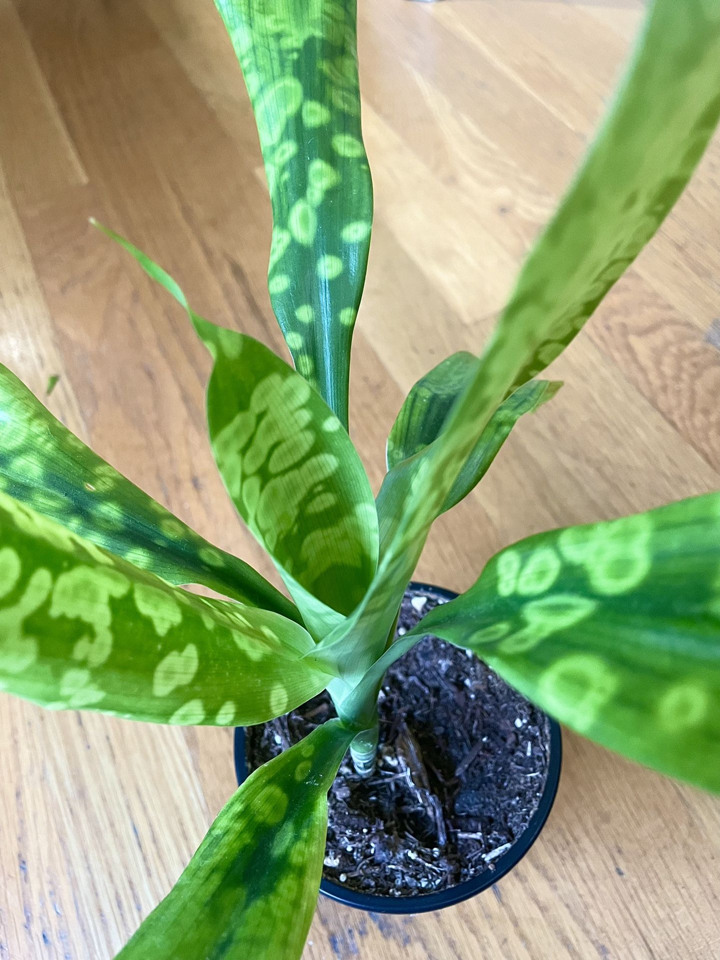 Rare Dracaena Cantleyi / Hard To Find / HOLIDAY SALE / Free Delivery Available 