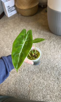 Alocasia Longiloba 