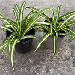 Spider Plants 