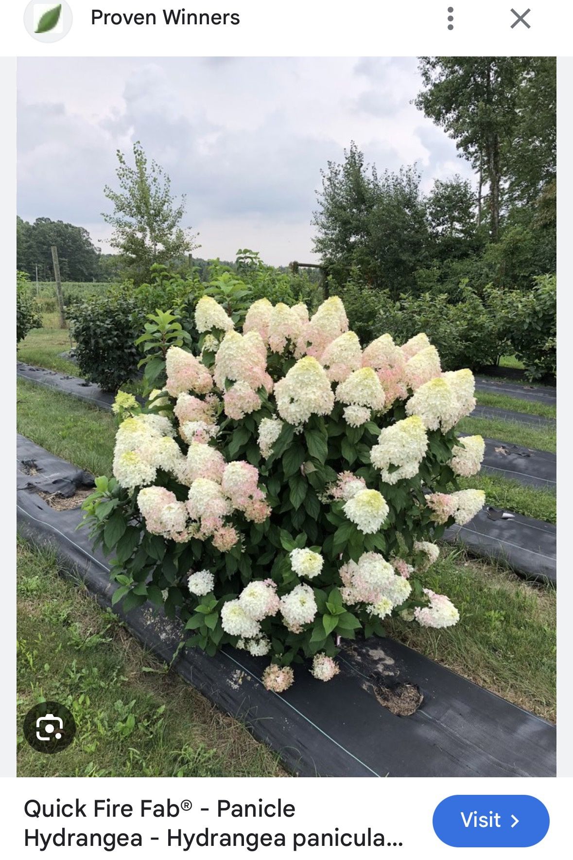 **Free Plants***Proven Winners Plants 