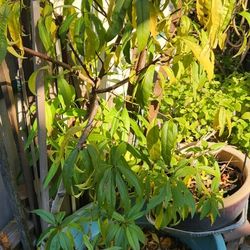 Nectarines Tree 