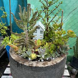 Succulents En Tronko Arrangements 