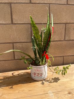 Snake plant