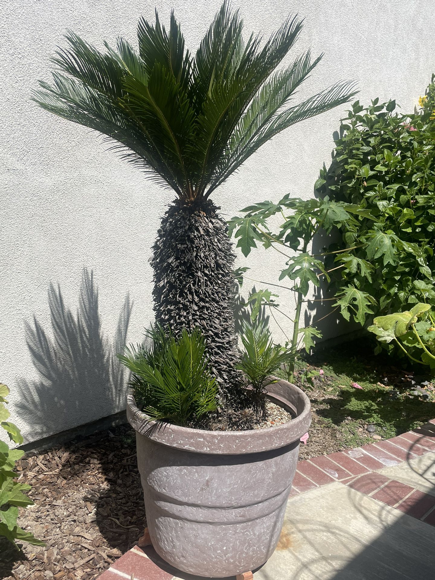 2 Large, Healthy Sago Palms For Sale