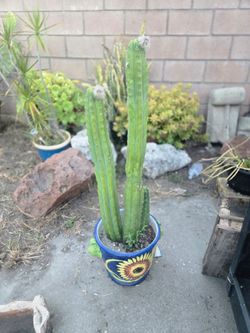Beautiful mexican potted cactus