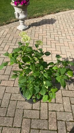 Hydrangea Annabelle (perennial)