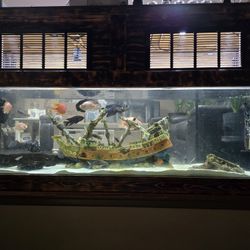 Aquarium Set Up