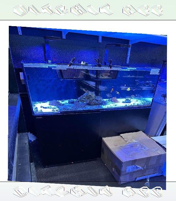 High-End Aquarium Setup - Superior Quality Choice speech inside
