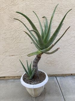 Large 30 Year Old Aloe Vera Aloe Babadensis Plant, Unusual, Specimen Plant