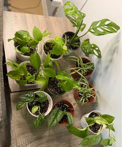 House Plants