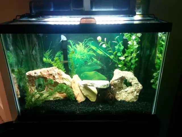 2 20 Gallon Aquariums, Heaters, Pumps, Filters