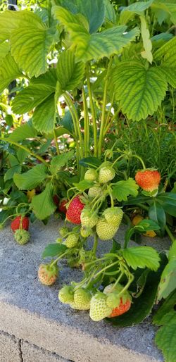Strawberry plant