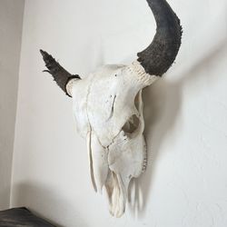Real Bison/ Buffalo Skull Taxidermy 