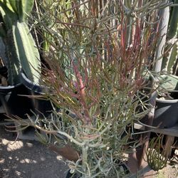 Fire stick  Plant
